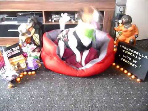 Mucki   3 Jahre + 24  Woche   rocks ''I hear you knockin''' performed by Rebel Dean and 'The Star Ca