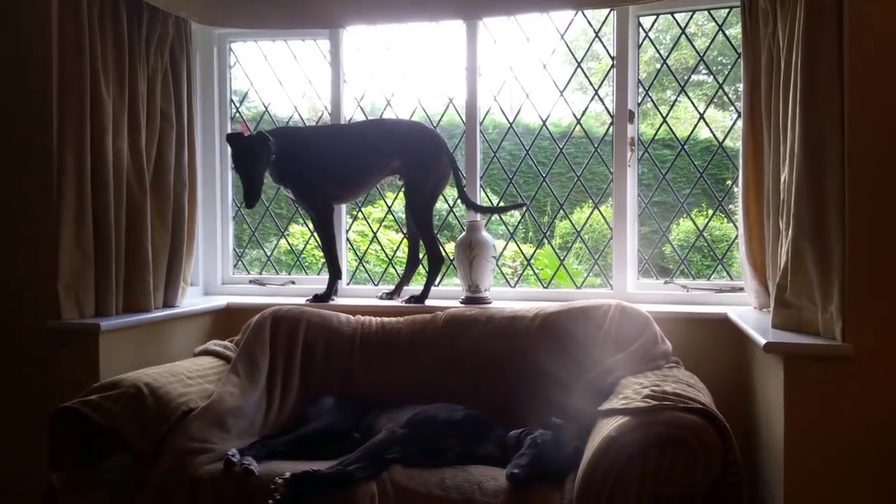 Zuma  - V - The Vase August 2017