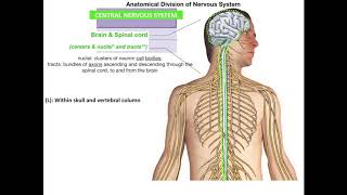 L13.2A Organization of the Nervous System