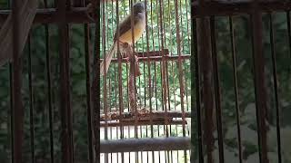 Download lagu ciblek tebu jantan super gacor mp3