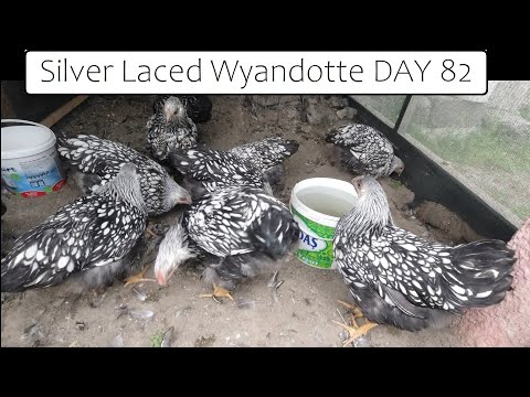 , title : 'Silver Laced Wyandotte Chickens How To Grow DAY 82'