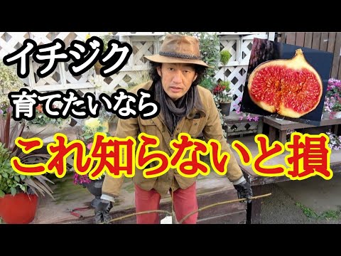イチジクの剪定方法 植物