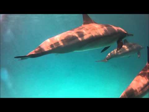 Schnorcheln mit Delfingen - Rollei 5S, Sataya Dolphin Reef,Ägypten