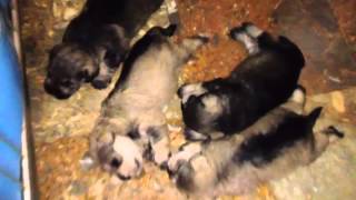 FOR SALE - Mini Schnauzer (20 days) - Cosa Nostra Bull VN - ( 84) 0932116628