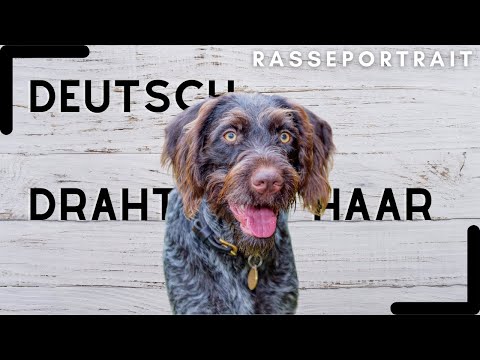 Deutsch Drahthaar - Geschichte, Charakter & Haltung [Rassecheck]