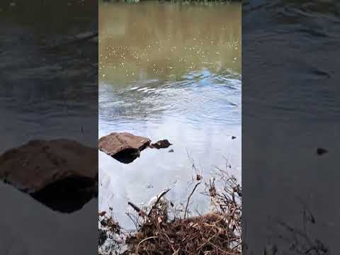 Margens do Rio Pardo Santa Cruz do Rio Pardo SP Outubro de  2025