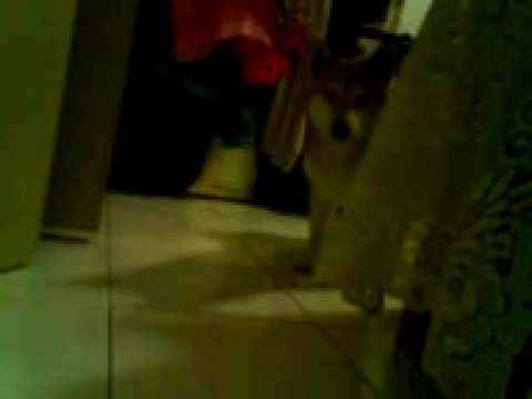 愛吃又怕被逮~(原發表者:iouniky6888)(影片)