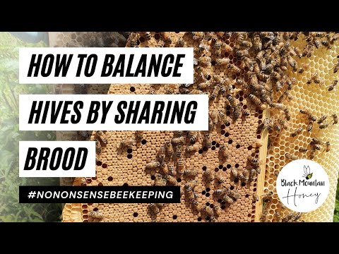How To Expand Bee Hives - How to Balance Hives - Sharing Beehive Resources #BEES