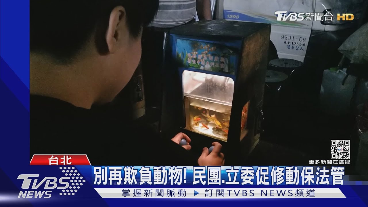 天竺鼠、兔子淪「贈品」 夜市攤商挨批冷血