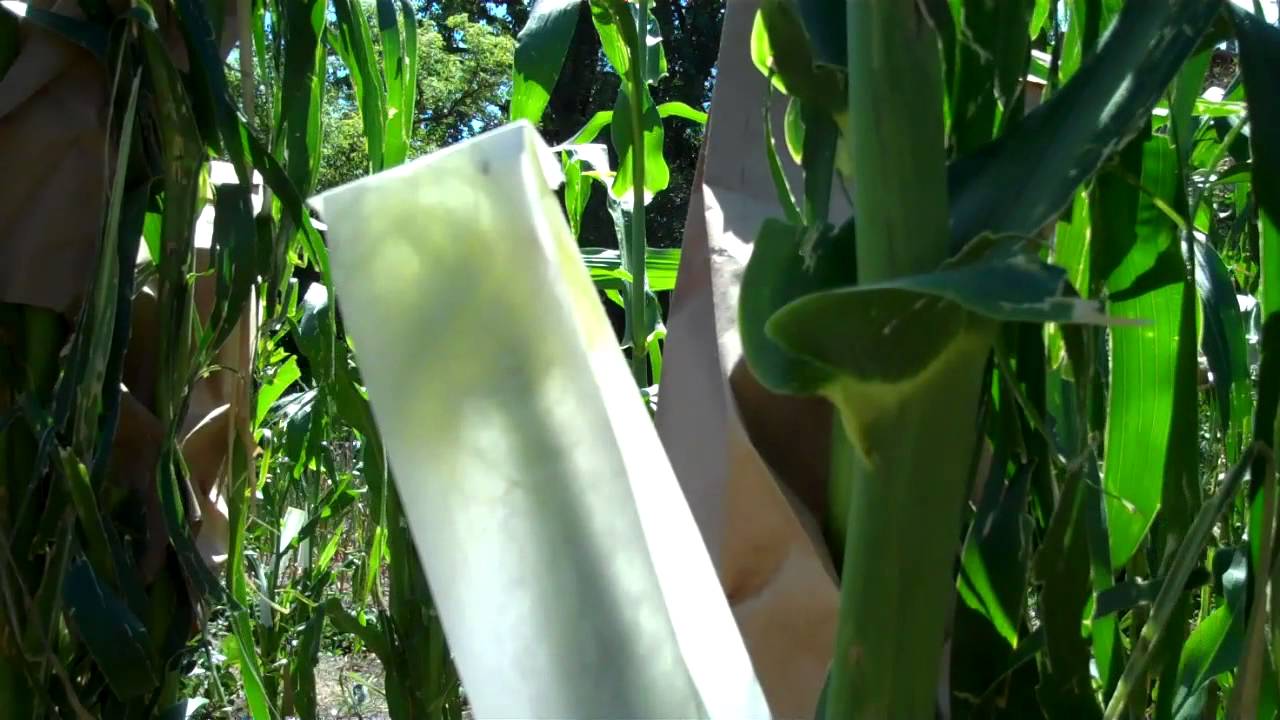 Keeping OP Corn Using Hand Pollination