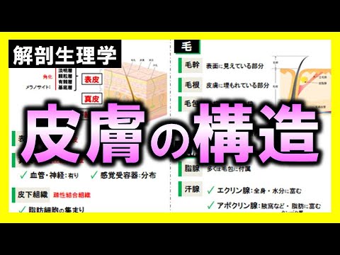 テンレシ科について詳しく解説