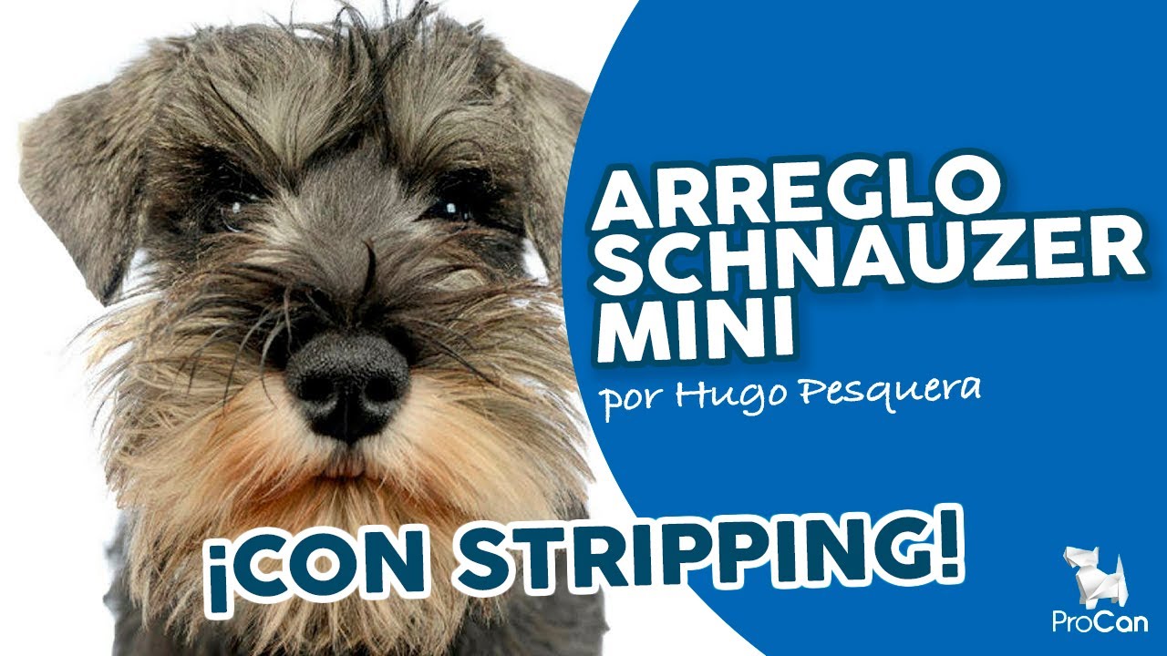 Cómo cortar el pelo a un Schnauzer Miniatura | Técnica de stripping y tijera | Peluquería Canina