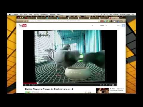 #SouthAfrica remembers #ChrisHani,  Pigeon racing paused by #birdflu in #China, #Vine and #Instagram