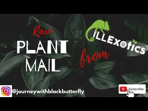 My *RARE* Plants from ILL Exotics