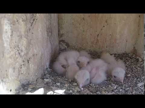 Kestrel Chicks
