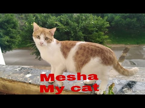 My little patito mesha growing up//my cat mesha