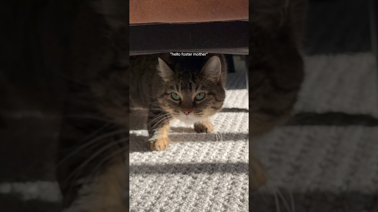 is she graduating from ghost pepper spice to medium?? #feralcat #spicycat #fostercat