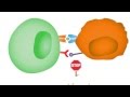 Checkpoint Inhibitors: Taking the Brakes Off the Immune System