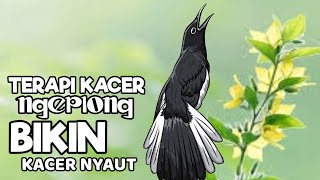 Download lagu Pancingan kacer, Suara kacer ngeplong bikin lawan langsung nyaut gacor, mp3 Download lagu Pancingan kacer, Suara kacer ngeplong bikin lawan langsung nyaut gacor, mp3