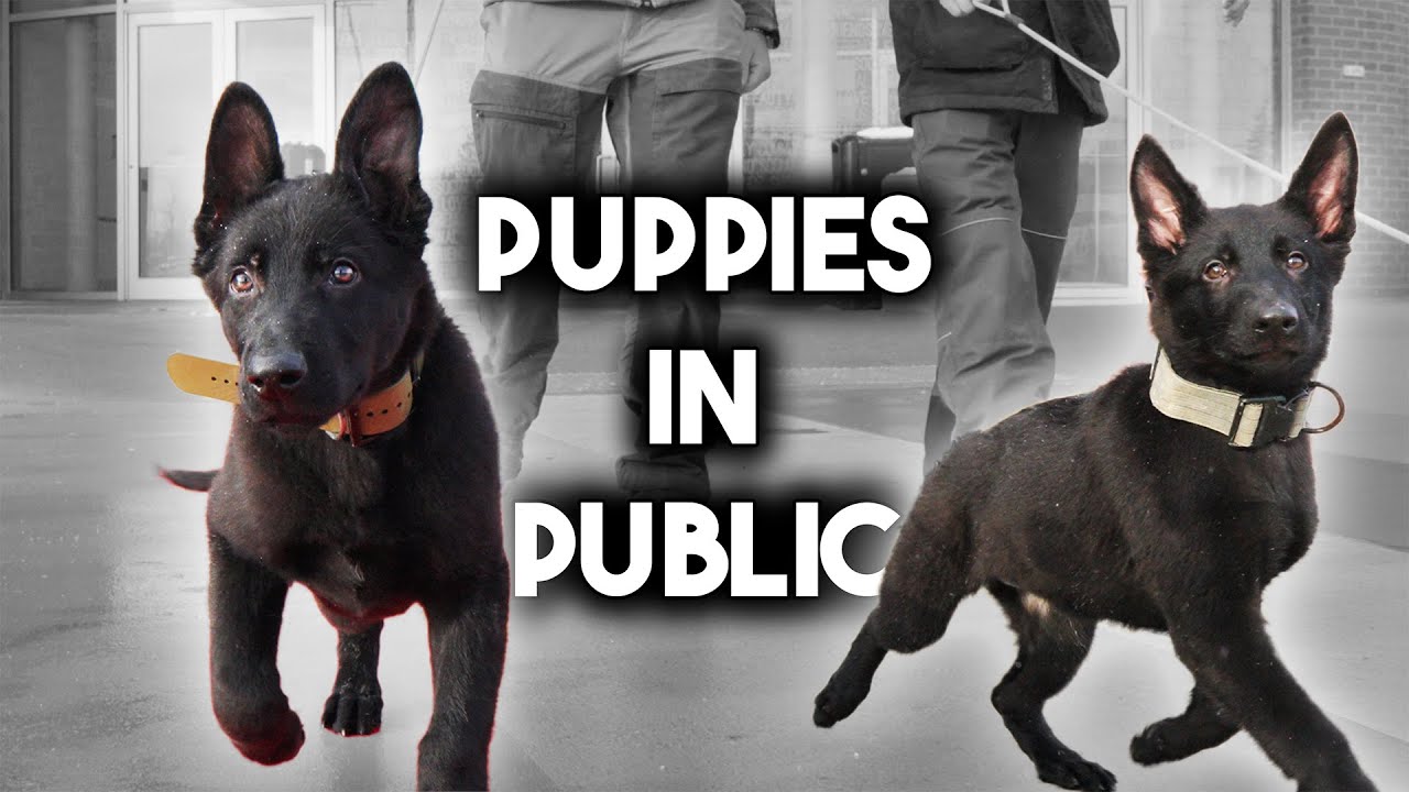 Socializing new German shepherd puppies at the mall