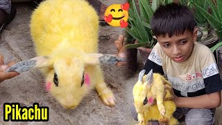 Pikachu 🐇 Rabbits 🥳 - Hum Na Apna Rabbits Ko Pikachu Bana Diya - Yellow Rabbits | 3mbvlogs
