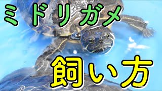 ミドリガメ 求愛 أفضل موقع لتشغيل ملفات Mp3 مجان ا ミドリガメ 求愛 أفضل موقع لتشغيل ملفات Mp3 مجان ا