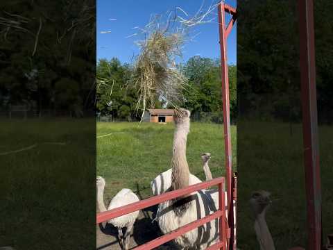Kevin likes to play catch @TheUrbanRescueRanch #shorts