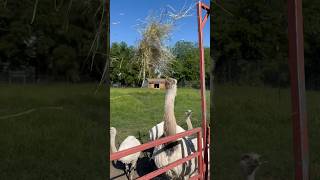 Download lagu Kevin likes to play catch @TheUrbanRescueRanch #shorts mp3 Download lagu Kevin likes to play catch @TheUrbanRescueRanch #shorts mp3