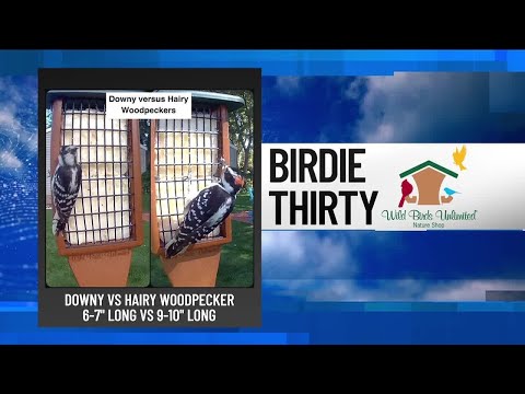 BIRDIE THIRTY: "Woodpeckers that look similar but are not" - EWN at 7:30am on 10-12 ...
