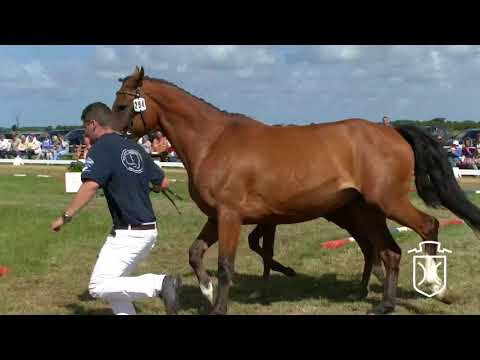 NF294 Hengstfohlen von Clarimo - Caretino - Corrado I