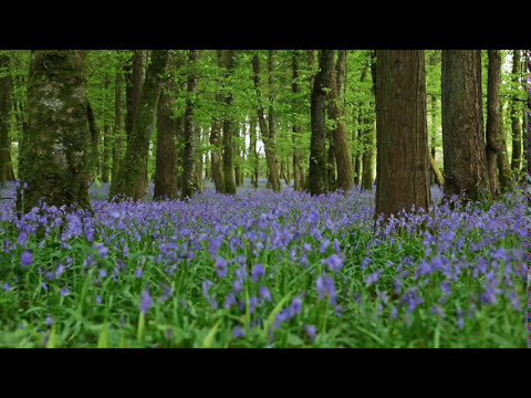 Forest Birdsong Nature Sounds-Relaxing Woodland Bluebells Bird Sounds-Meadow Ambience Birds Singing