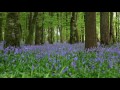 Forest Birdsong Nature Sounds Relaxing Woodland Bluebells Bird Sounds Meadow Ambience Birds Singing