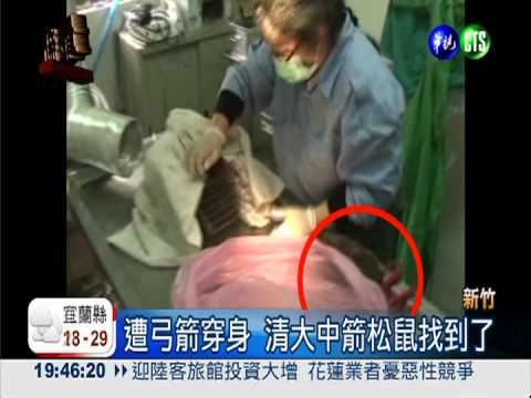 清大中箭松鼠 撐1星期活命!