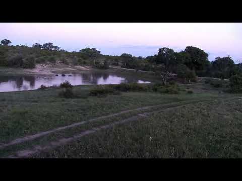 Djuma: Three Hippos leaving the dam - 18:50 - 12/22/2022