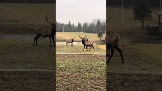 Elk at the Entrance Field on a Rainy Day