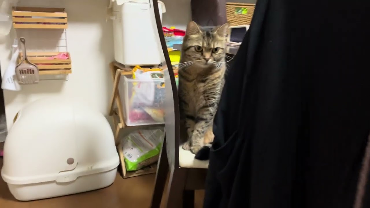 椅子にたたずむKOO【くーたの部屋】stanza del gatto