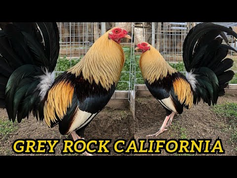 Grey Rock California - Big Farm Visit