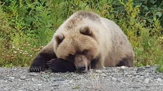 preview picture of video 'Пикник на обочине. Не убивайте медведей ! Не кормите диких животных !'
