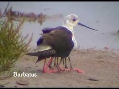 Cigüeñuela ( Himantopus himantopus ) Black-