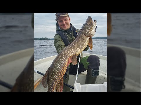 116 CM HAUKI ISKEE AHVENTA KALASTAESSA - Kevyt jigivapa kovilla