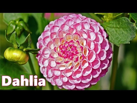 image-What does the dahlia flower symbolize?