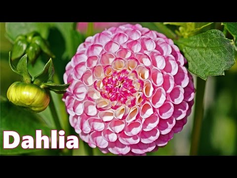 download lagu mp3 mp4 Dahlia Flower Colors, download lagu Dahlia Flower Colors gratis, unduh video klip Dahlia Flower Colors