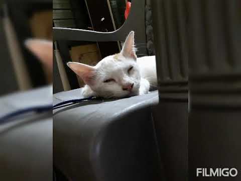 Monday I Have Nothing to do 🐱🐱🐱🐱🐱🤣🤣