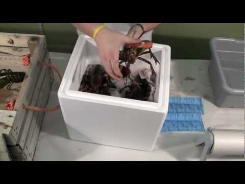 download lagu mp3 mp4 How Much Does It Cost To Ship Live Lobster, download lagu How Much Does It Cost To Ship Live Lobster gratis, unduh video klip How Much Does It Cost To Ship Live Lobster