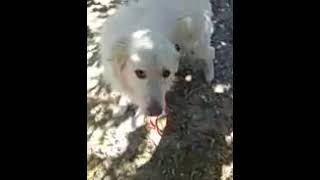 Video preview image #1 Great Pyrenees Puppy For Sale in Spring, TX, USA