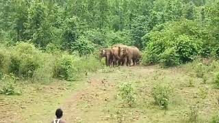 preview picture of video 'Elephant in ghatsila Village'