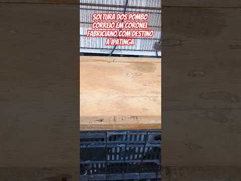 soltura dos pombos correio em coronel Fabriciano com destino a Ipatinga Minas gerais