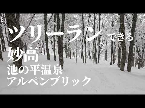 中級者もツリーランできる【妙高エリア】池の平温泉アルペンブリック