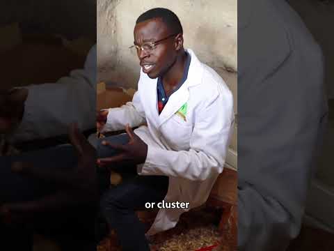 Broiler Chicken Farming broilerchicken poultryfarming chicken poultrymanagement