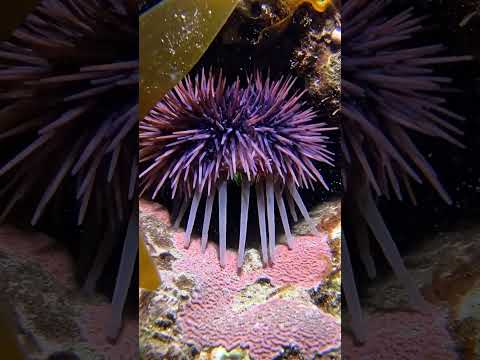 Purple Sea Urchin in Real Time | Silent Underwater Observation